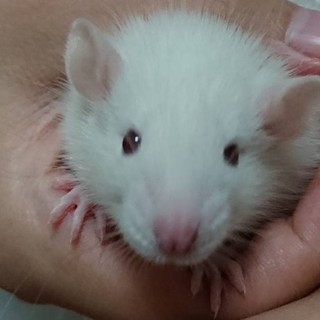 ファンシーラットの里親様募集致します