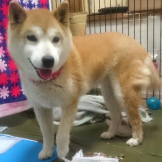 柴のおばあちゃん♀「みらちゃん」