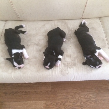 クロ君と 姉犬 妹犬www