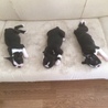 クロ君と 姉犬 妹犬www