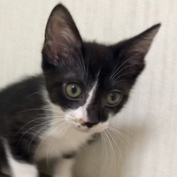 保護猫「いそべ君」}