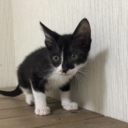 「おかえり？」サムネイル2