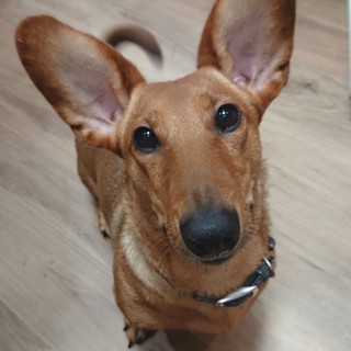 見た目も性格もキュートで愉快な「クーキー君」♂