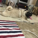 パグ♀3歳 里親募集
