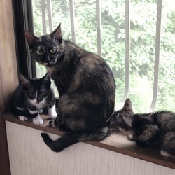 「おかえり？」サムネイル3