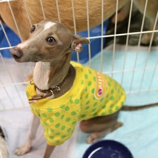 イタグレの「ネイトくん♂」