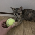 生後2ヶ月くらいの子猫
