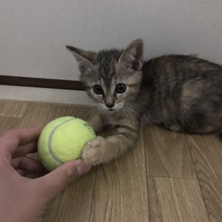 生後2ヶ月くらいの子猫