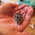 ジャンガリアンハムスター赤ちゃん