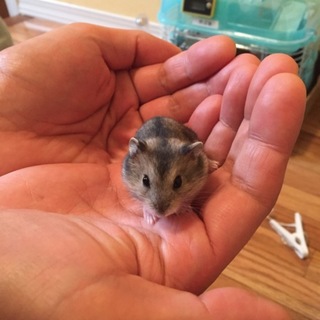 ジャンガリアンハムスター赤ちゃん