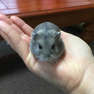 ジャンガリアンハムスター