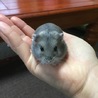 ジャンガリアンハムスター サムネイル1