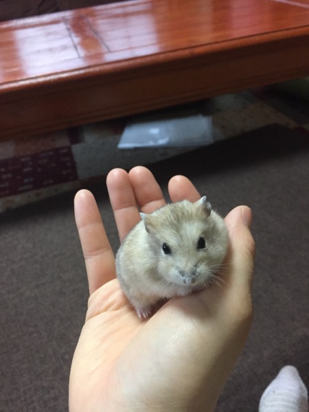 ジャンガリアンハムスター サムネイル2