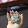 ジャンガリアンハムスター サムネイル2