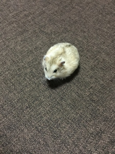 ジャンガリアンハムスター サムネイル3