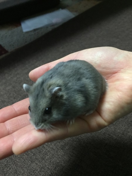 ジャンガリアンハムスター サムネイル4