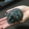 ジャンガリアンハムスター サムネイル4