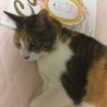 すがにゃん