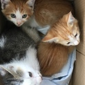 可愛い子猫ちゃんたち家族募集です。栃木県栃木市
