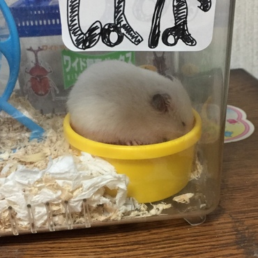 寝ながらご飯をもぐもーぐ