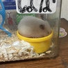 寝ながらご飯をもぐもーぐ