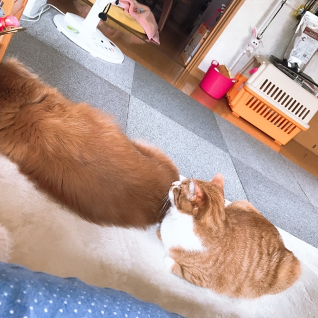 ＿＿capi082のカバー写真