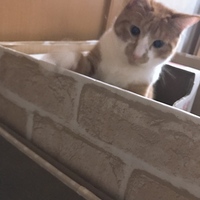 ちゃたろう
