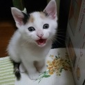 三毛猫☆ロッテちゃん