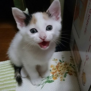 三毛猫☆ロッテちゃん