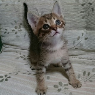 キジトラ男の子☆マックくん