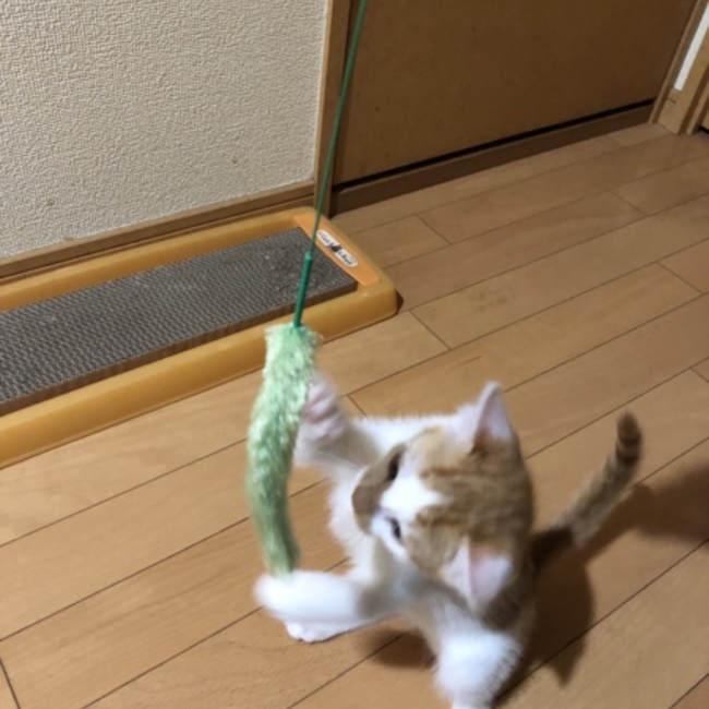 ハンざわのカバー写真