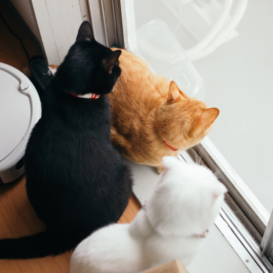 はやねのカバー写真