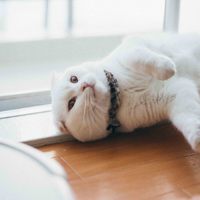 たいら