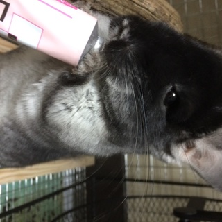 3歳メスチンチラ里親募集【里親決定しました】