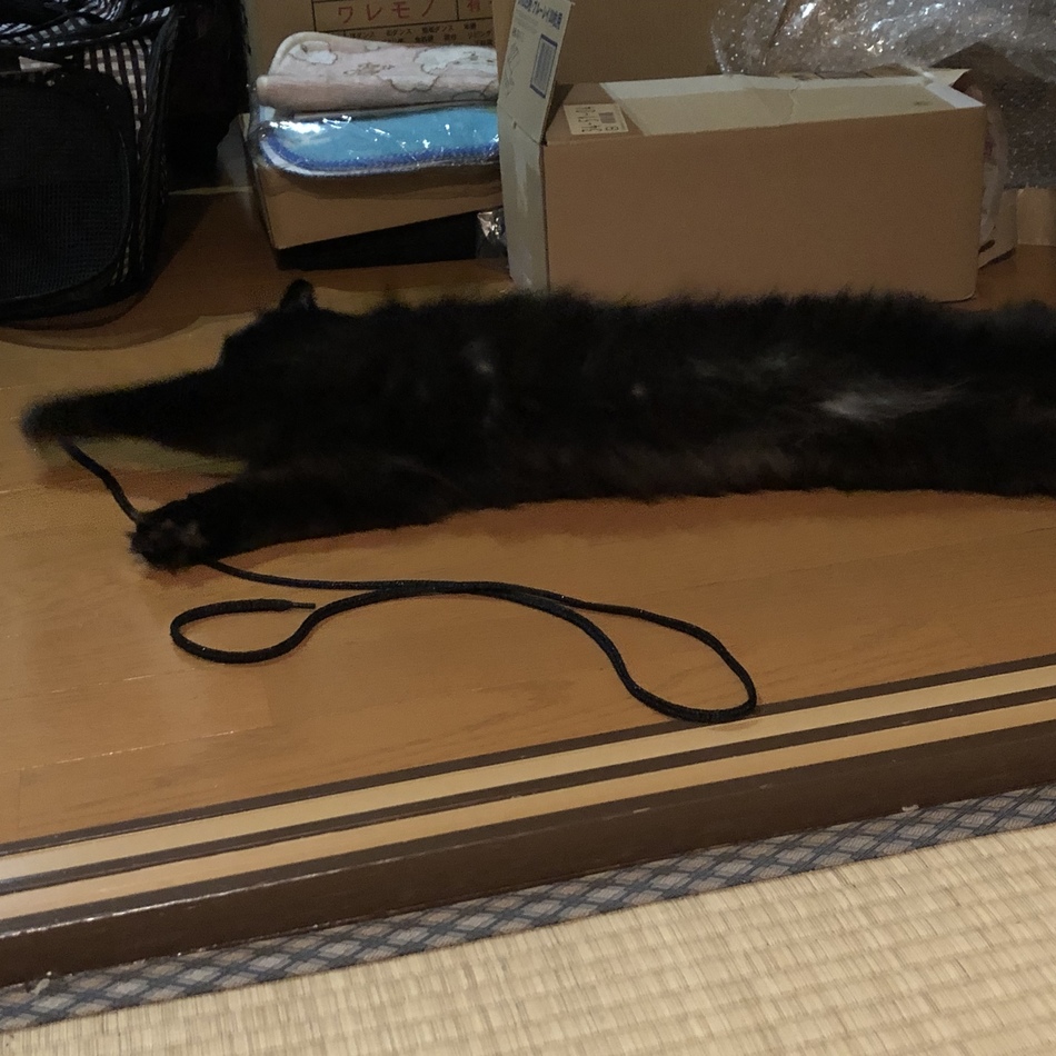 愛龍ちゃん あいるちゃんのカバー写真