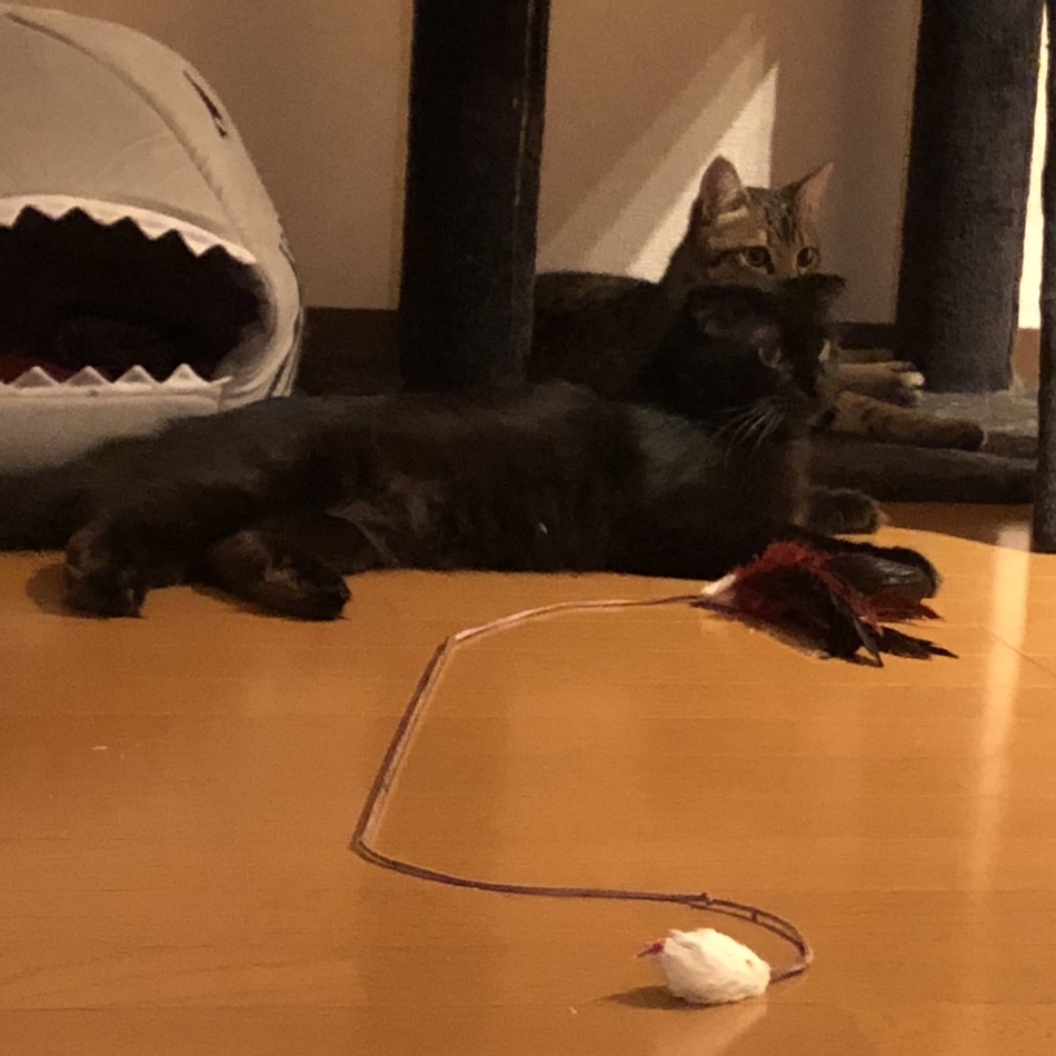 サーベルちゃんのカバー写真