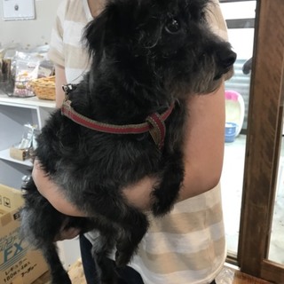 トイプードルとミニチュアピンシャーのMIX