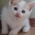 みけねこ♡杏仁ちゃん♡