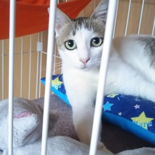 臆病だけどなつっこい子