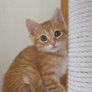 茶トラのチャトくん