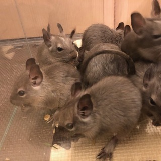 デグーベビーの里親募集 ※終了しました