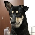 里親募集。人なつこいボビーです。