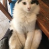 あんこ