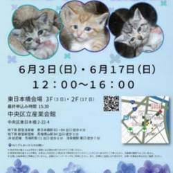 ねこざんまい譲渡会@東日本橋