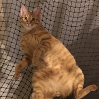 ジョンジョン
