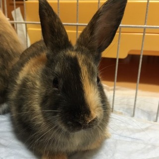 ４月生まれ　ポプラちゃん