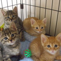 チャトくんとその兄弟