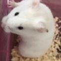 キンクマ