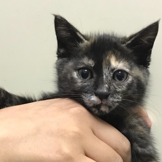 ちびちびサビちゃん