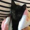 2ヶ月の黒猫2匹の里親募集です！